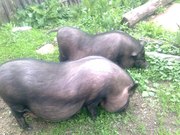 Въетнамские вислобрюхие свиньи