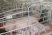 Оборудование для выращивания свиней