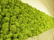 Вертикальное озеленение. Зимний сад. Стены из мха.