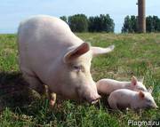  Свинокомплекс реализует свиней и поросят ОПТОМ