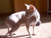 Кошка породы Донской Сфинкс